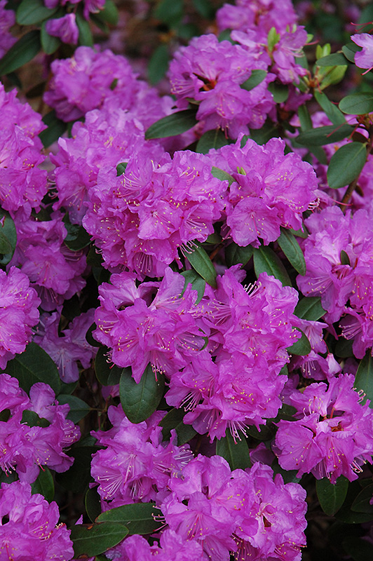 Compact P.J.M. Rhododendron (Rhododendron 'P.J.M. Compact') at Weston Nurseries