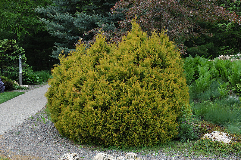 Rheingold Arborvitae (Thuja occidentalis 'Rheingold') at Weston Nurseries