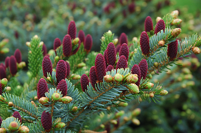 Red Cone Spruce (Picea abies 'Acrocona') at Weston Nurseries
