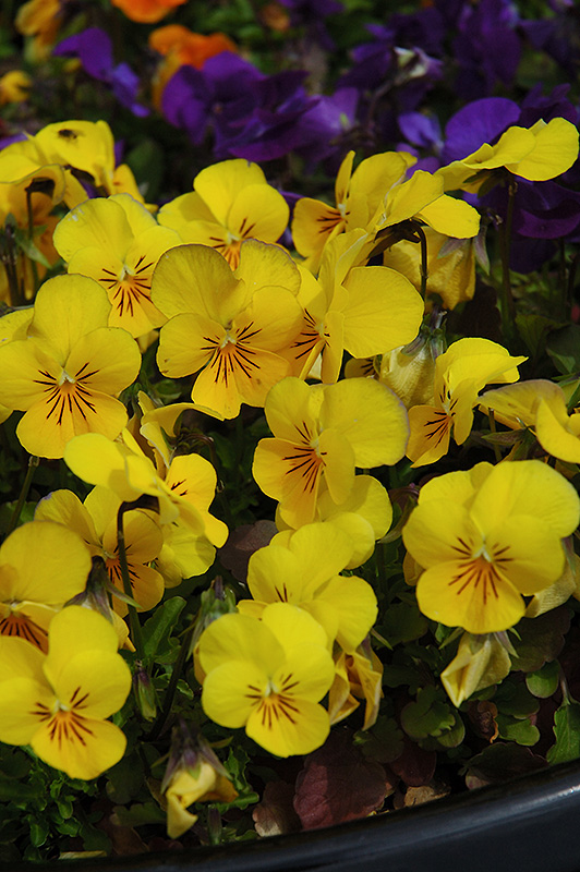 Penny Yellow Pansy (Viola cornuta 'Penny Yellow') at Weston Nurseries