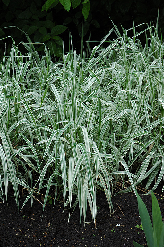 Variegated Ribbon Grass (Phalaris arundinacea 'Picta') at Weston Nurseries