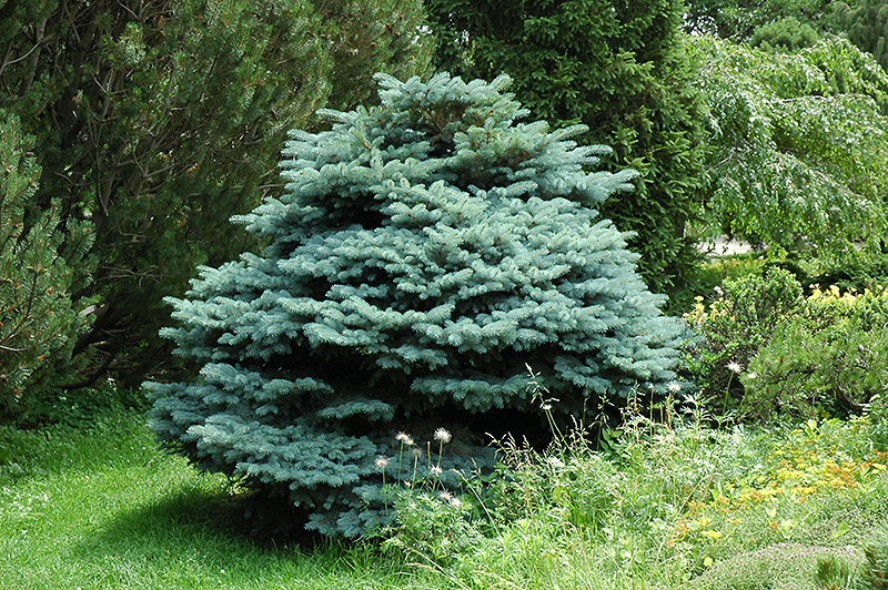 Globe Blue Spruce (Picea pungens 'Globosa') at Weston Nurseries