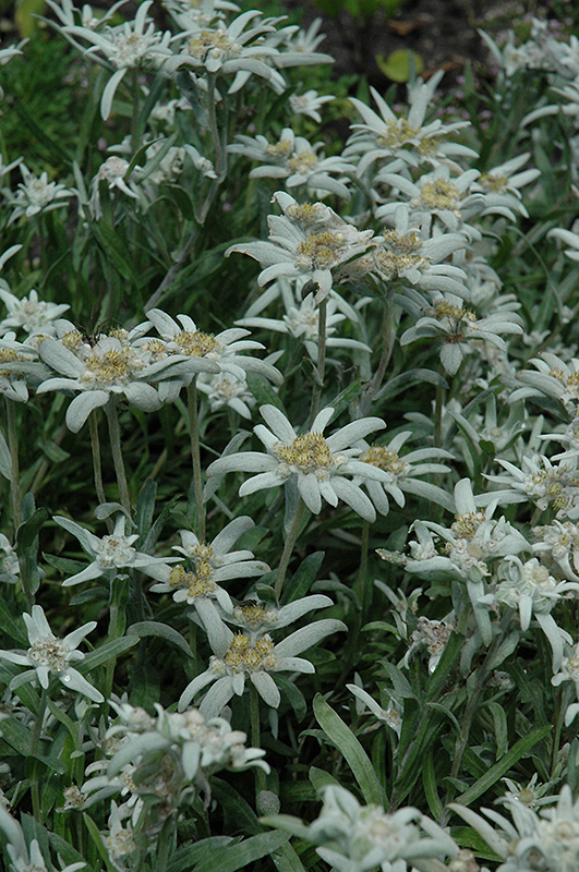 Alpine Edelweiss (Leontopodium alpinum) at Weston Nurseries