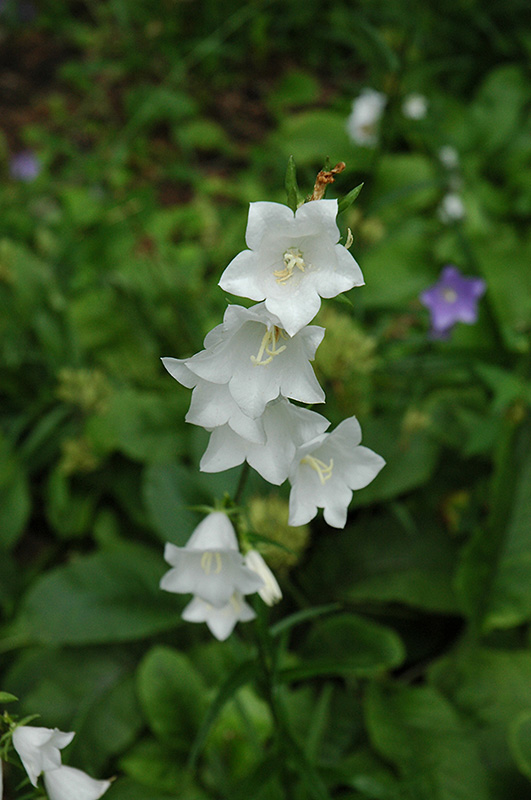 White Peachleaf Bellflower (Campanula persicifolia 'Alba') at Weston Nurseries