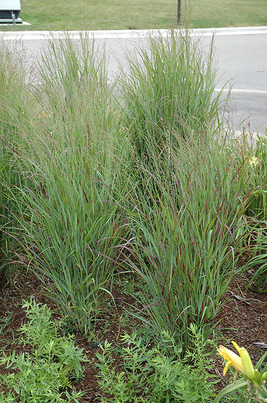 Shenandoah Reed Switch Grass (Panicum virgatum 'Shenandoah') at Weston Nurseries