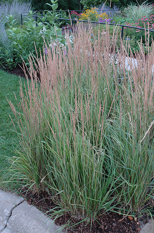 Variegated Reed Grass (Calamagrostis x acutiflora 'Overdam') at Weston Nurseries
