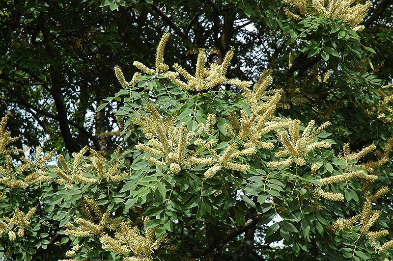 Amur Maackia (Maackia amurensis) at Weston Nurseries