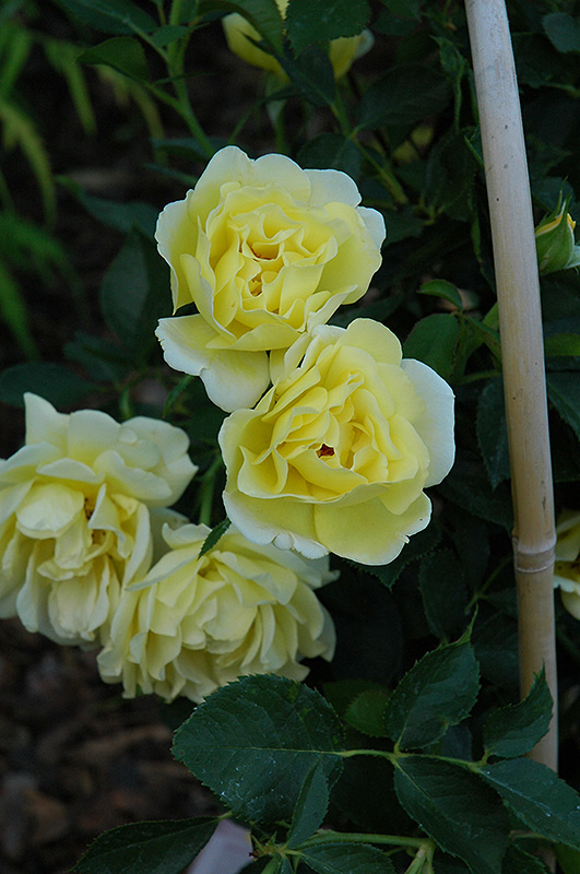 Yellow Submarine Rose (Rosa 'Yellow Submarine') at Weston Nurseries