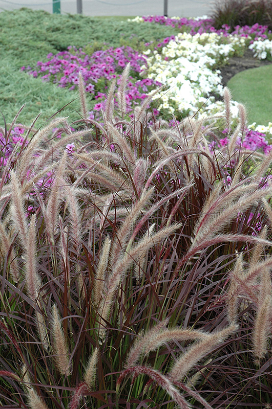 Purple Fountain Grass (Pennisetum setaceum 'Rubrum') at Weston Nurseries