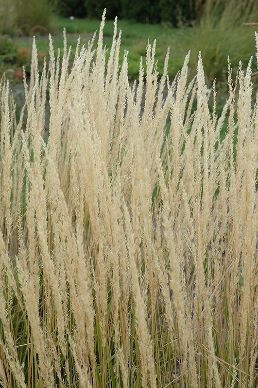 Karl Foerster Reed Grass (Calamagrostis x acutiflora 'Karl Foerster') at Weston Nurseries
