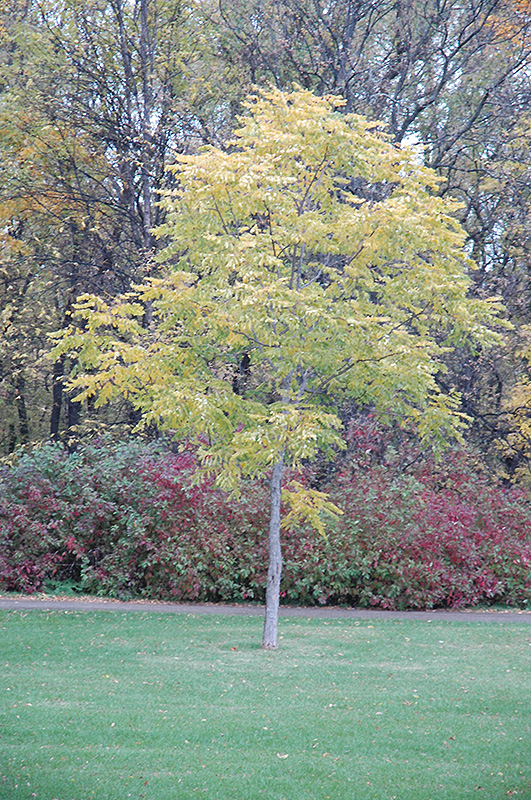 Kentucky Coffeetree (Gymnocladus dioicus) at Weston Nurseries