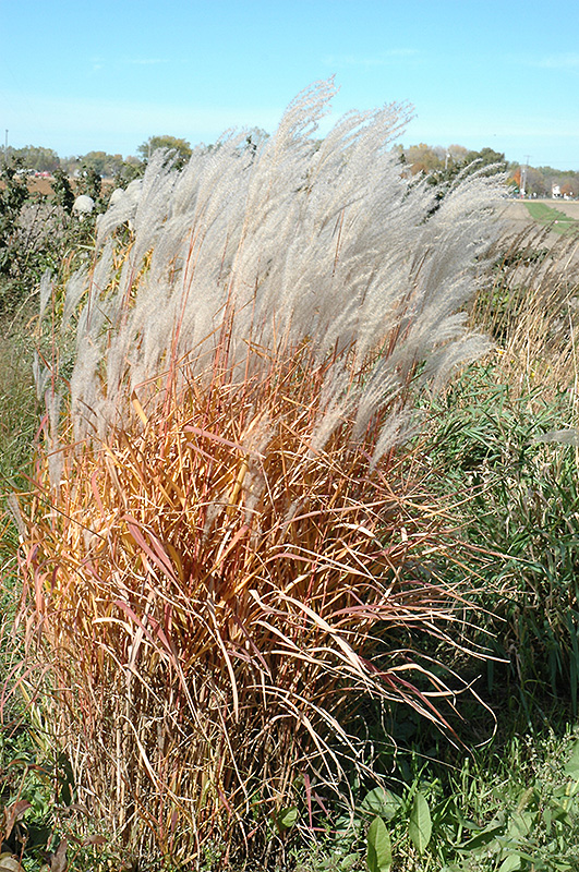 Autumn Red Maiden Grass (Miscanthus sinensis 'Autumn Red') at Weston Nurseries