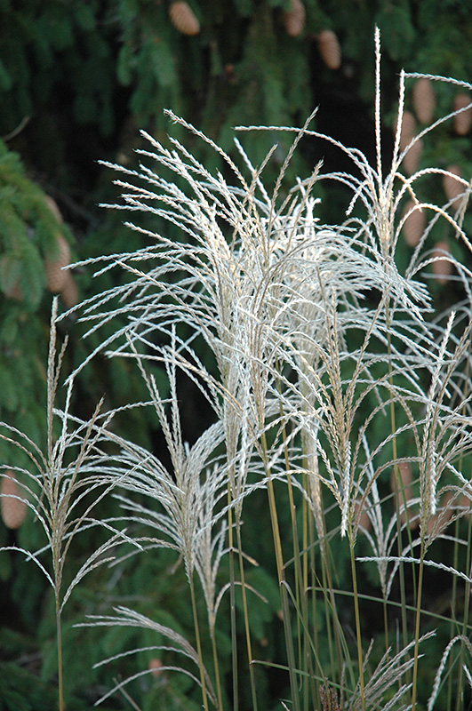 Graziella Maiden Grass (Miscanthus sinensis 'Graziella') at Weston Nurseries