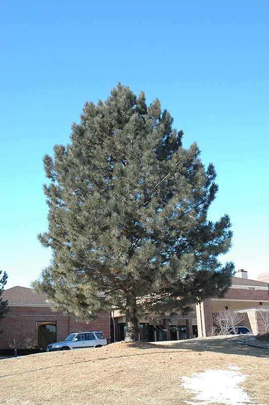 Red Pine (Pinus resinosa) at Weston Nurseries