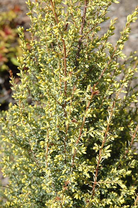 Gold Cone Juniper (Juniperus communis 'Gold Cone') at Weston Nurseries