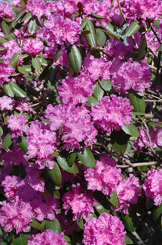 P.J.M. Rhododendron (Rhododendron 'P.J.M.') at Weston Nurseries