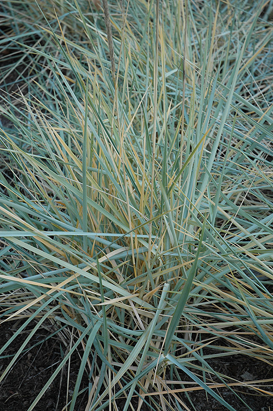 Blue Dune Lyme Grass (Leymus arenarius 'Blue Dune') at Weston Nurseries