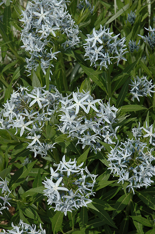 Blue Star Flower (Amsonia tabernaemontana) at Weston Nurseries