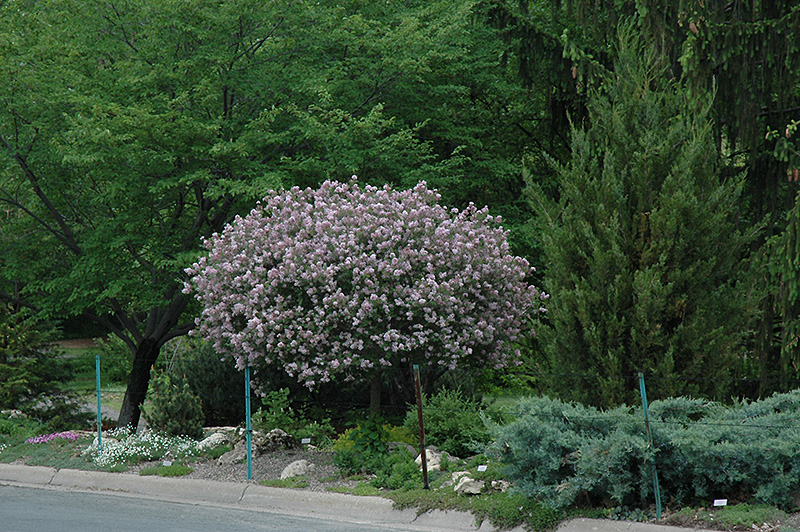 Dwarf Korean Lilac (tree form) (Syringa meyeri 'Palibin (tree form)') at Weston Nurseries