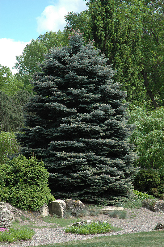 Fat Albert Blue Spruce (Picea pungens 'Fat Albert') at Weston Nurseries