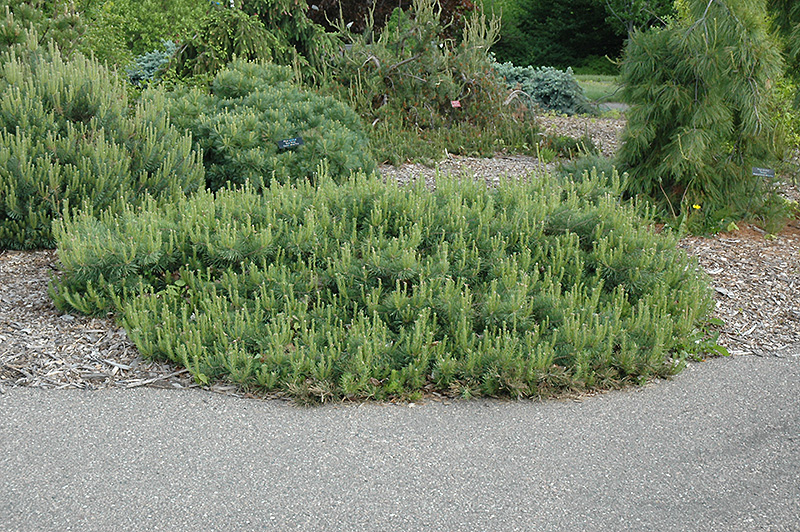 Hillside Creeper Scotch Pine (Pinus sylvestris 'Hillside Creeper') at Weston Nurseries