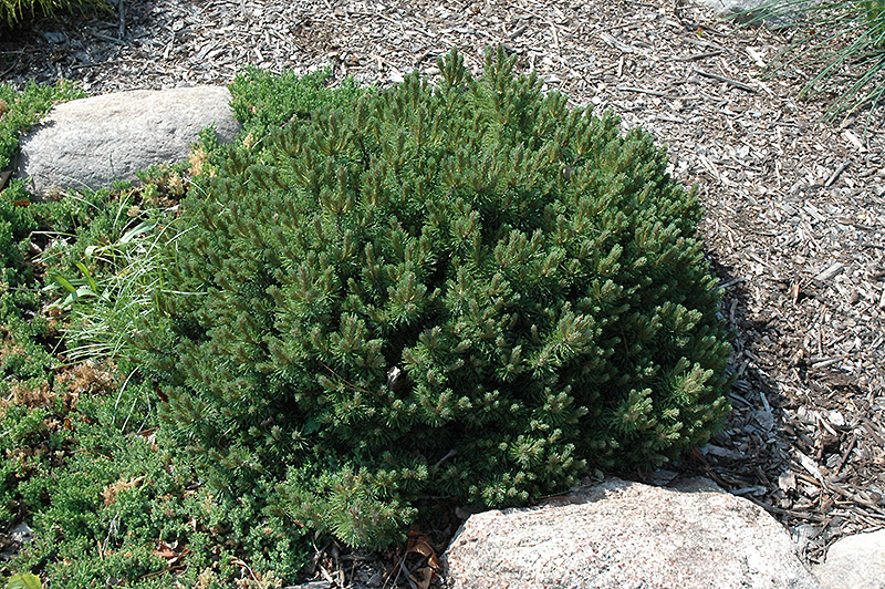 Valley Cushion Mugo Pine (Pinus mugo 'Valley Cushion') at Weston Nurseries