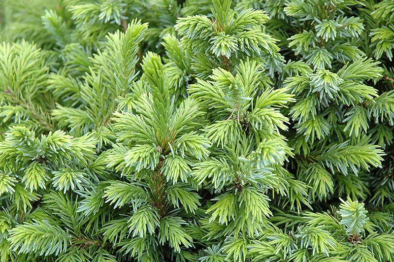 Dwarf Serbian Spruce (Picea omorika 'Nana') at Weston Nurseries