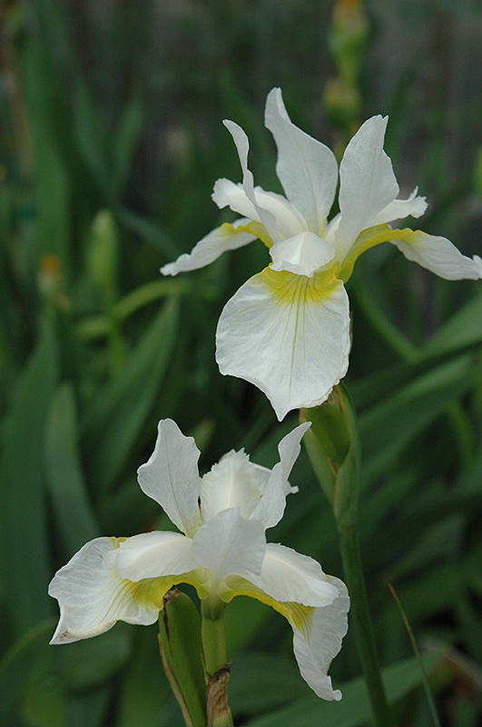 Snow Queen Siberian Iris (Iris sibirica 'Snow Queen') at Weston Nurseries