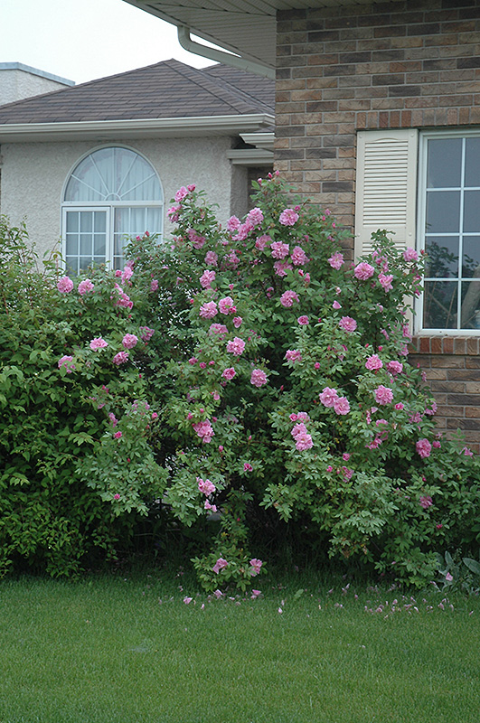 Rose bush cutting flowers, 2043 Hingham MA