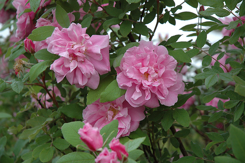 Therese Bugnet Rose (Rosa 'Therese Bugnet') at Weston Nurseries