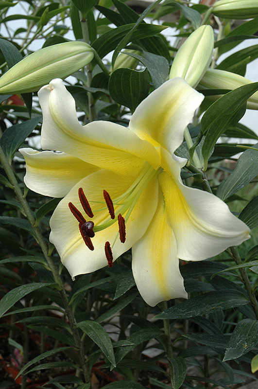 Conca D'Or Lily (Lilium 'Conca D'Or') at Weston Nurseries