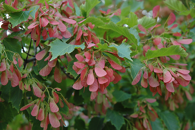 Flame Amur Maple (Acer ginnala 'Flame') at Weston Nurseries