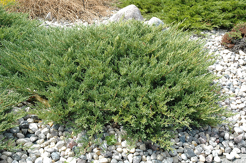 Andorra Juniper (Juniperus horizontalis 'Plumosa Compacta') at Weston Nurseries