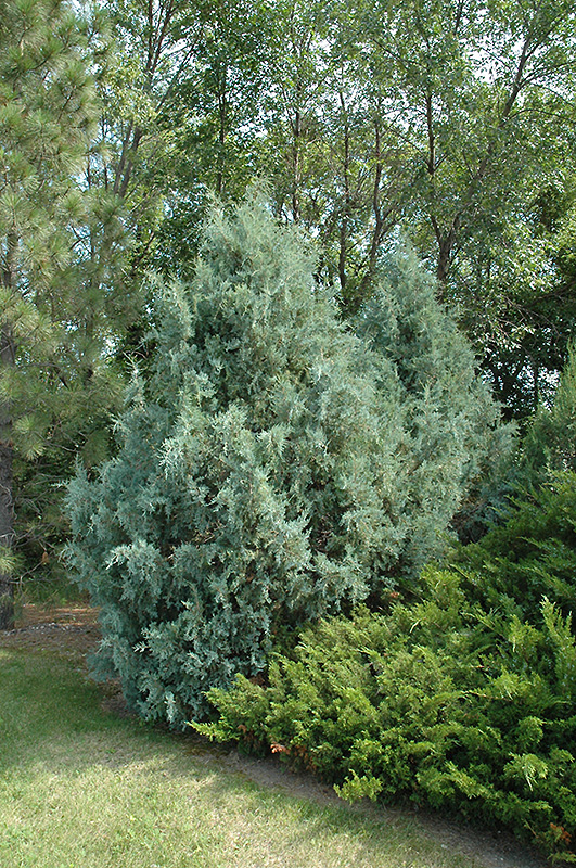 Wichita Blue Juniper (Juniperus scopulorum 'Wichita Blue') at Weston Nurseries