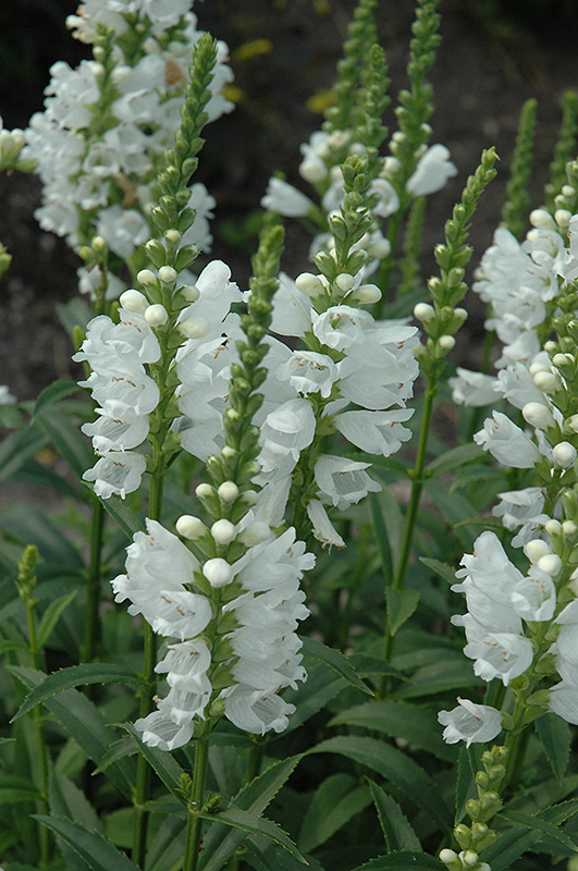 Miss Manners Obedient Plant (Physostegia virginiana 'Miss Manners') at Weston Nurseries