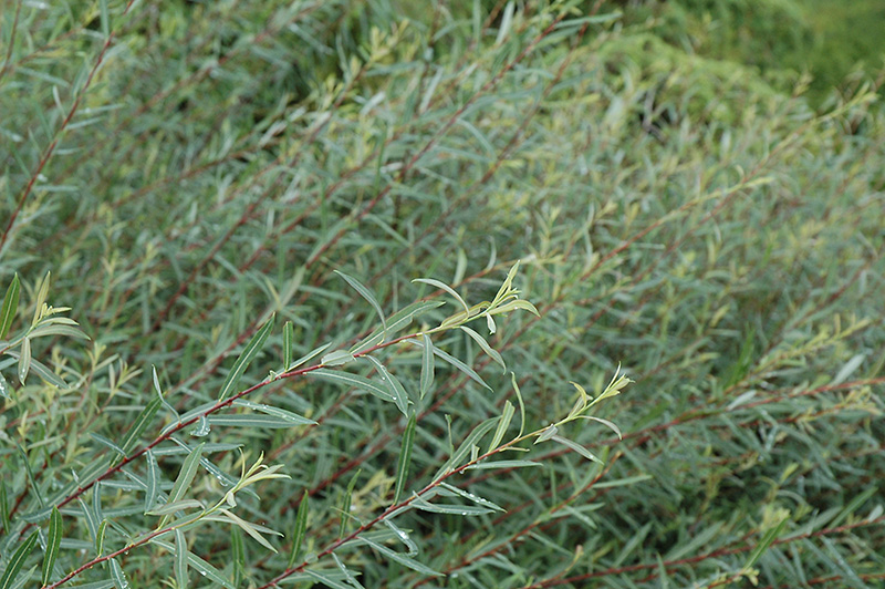 Creeping Arctic Willow (Salix purpurea 'Nana') at Weston Nurseries