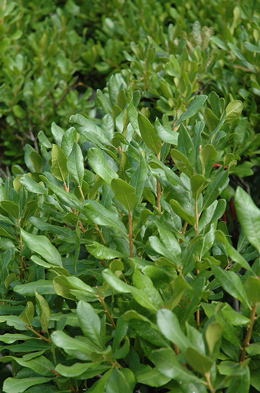 Northern Bayberry (Myrica pensylvanica) at Weston Nurseries