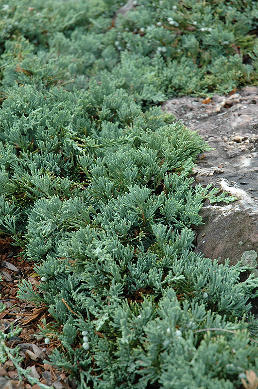 Blue Rug Juniper (Juniperus horizontalis 'Wiltonii') at Weston Nurseries