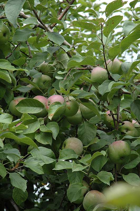 Liberty Apple (Malus 'Liberty') at Weston Nurseries