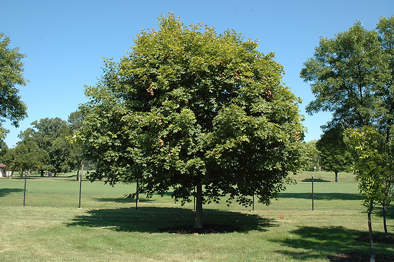 Majesty Sugar Maple (Acer saccharum 'Flax Mill Majesty') at Weston Nurseries