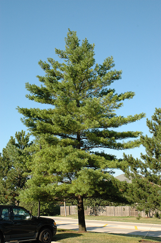 White Pine (Pinus strobus) at Weston Nurseries