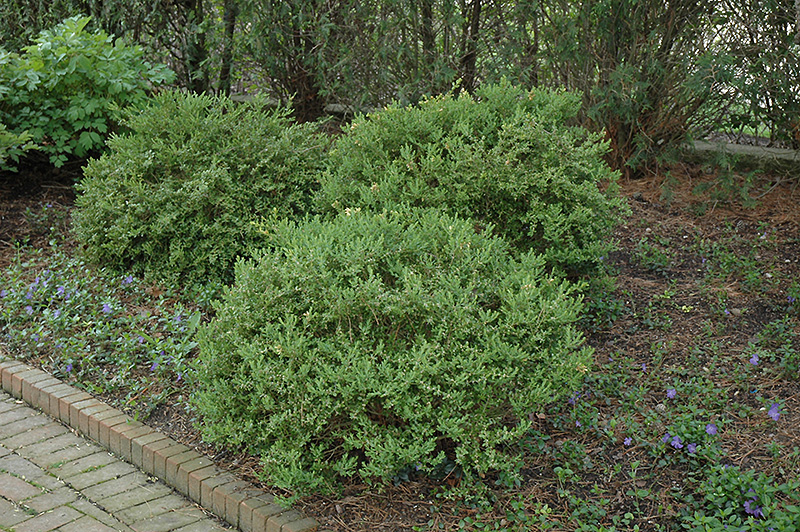 Wintergreen Boxwood (Buxus microphylla 'Wintergreen') at Weston Nurseries