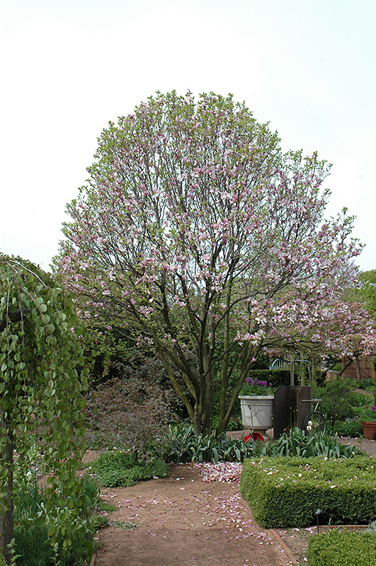 Alexandrina Saucer Magnolia (Magnolia x soulangeana 'Alexandrina') at Weston Nurseries