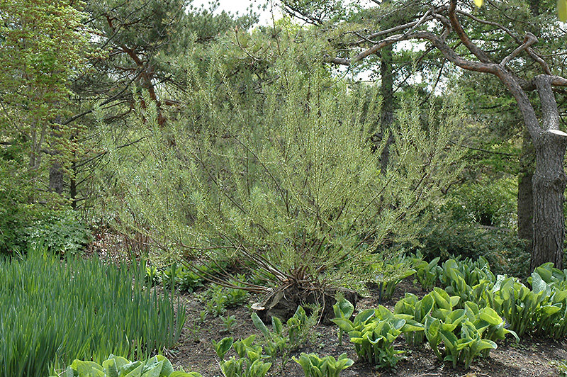 Rosemary Willow (Salix elaeagnos) at Weston Nurseries