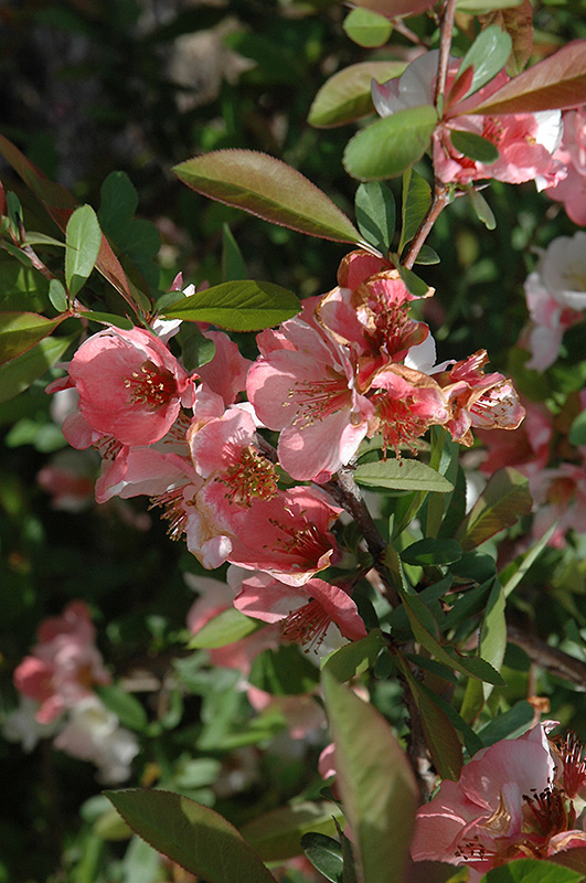 Toyo-Nishiki Flowering Quince (Chaenomeles speciosa 'Toyo-Nishiki') at Weston Nurseries