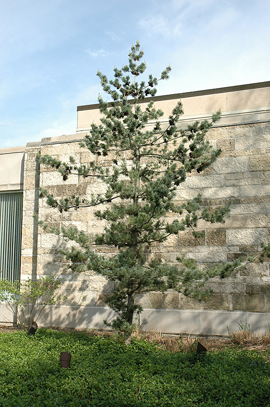 Japanese White Pine (Pinus parviflora) at Weston Nurseries