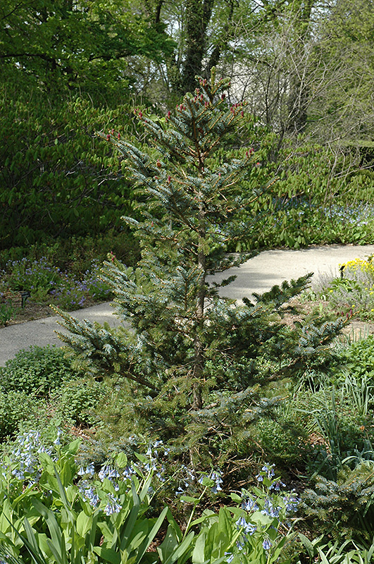 Howell's Dwarf Tigertail Spruce (Picea bicolor 'Howell's Dwarf Tigertail') at Weston Nurseries