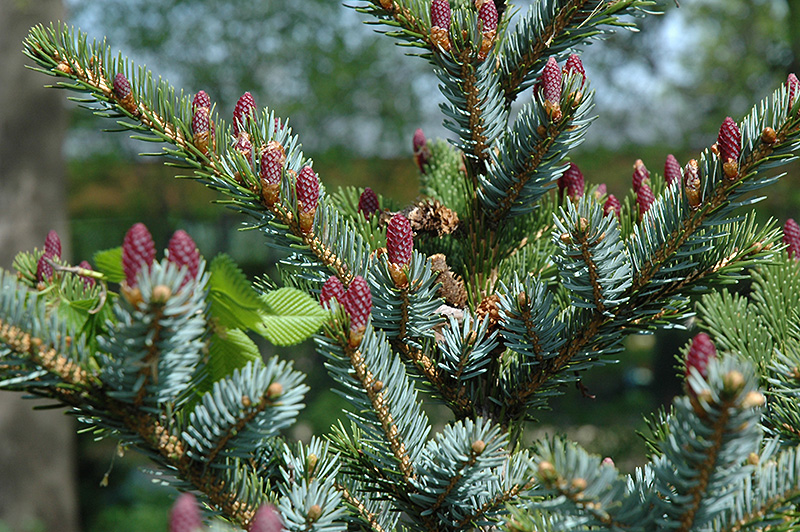 Howell's Dwarf Tigertail Spruce (Picea bicolor 'Howell's Dwarf Tigertail') at Weston Nurseries