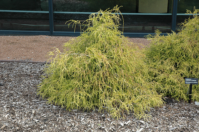 Sungold Falsecypress (Chamaecyparis pisifera 'Sungold') at Weston Nurseries