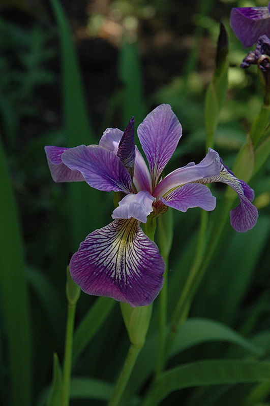 Blue Flag Iris (Iris versicolor) at Weston Nurseries